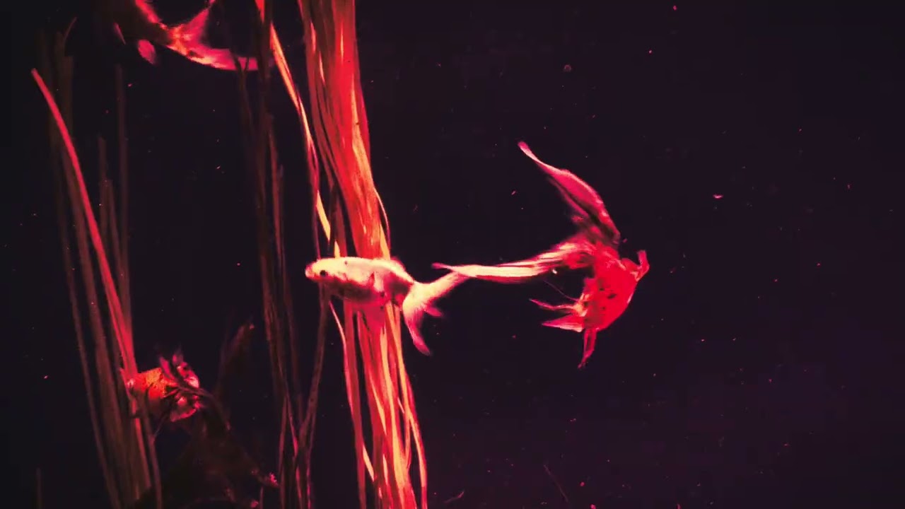 Itami - PROTECT MY SPIRIT (Official Video)
