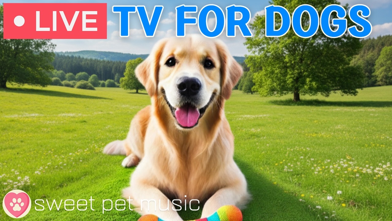 🔴24 Hours of Dog TV🎵🐶Calming Music for Dog Sleep🐶💕Soothing Dog Music for Stress and Anxiety Relief
