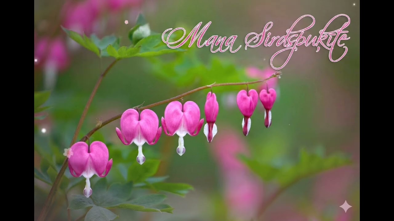 “Mana Sirdspuķīte”