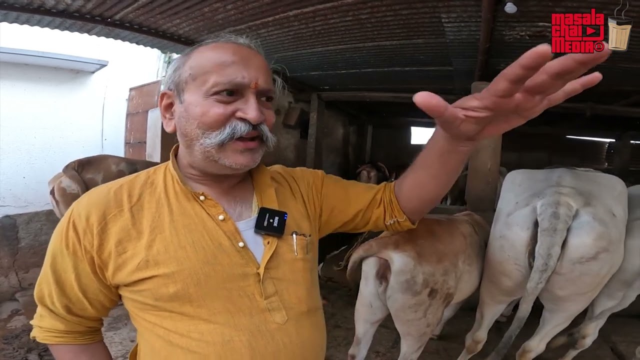 ಆಂದ್ರದ ಒಂಗೋಲ್ ತಳಿ ಬಲು ಬಲಿಷ್ಟ ಹಸು Ongol cows of Andrapradesh | Krishi in Kannada