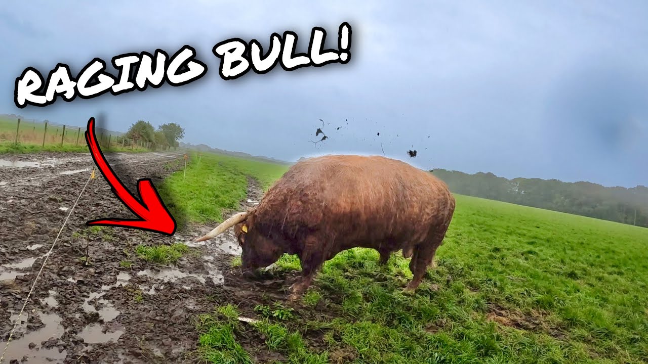 TWO MASSIVE BULLS GO CRAZY TRYING TO FIGHT!
