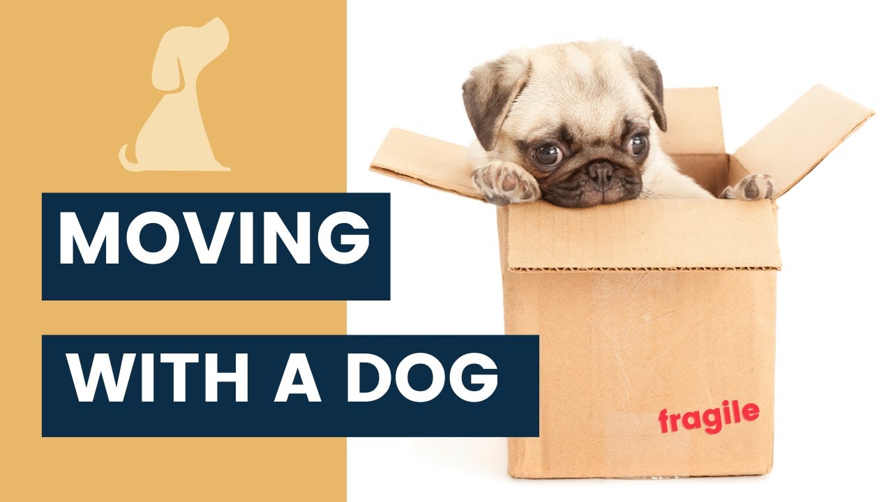 Moving with a Dog - Tips to Make the Transition Easier
