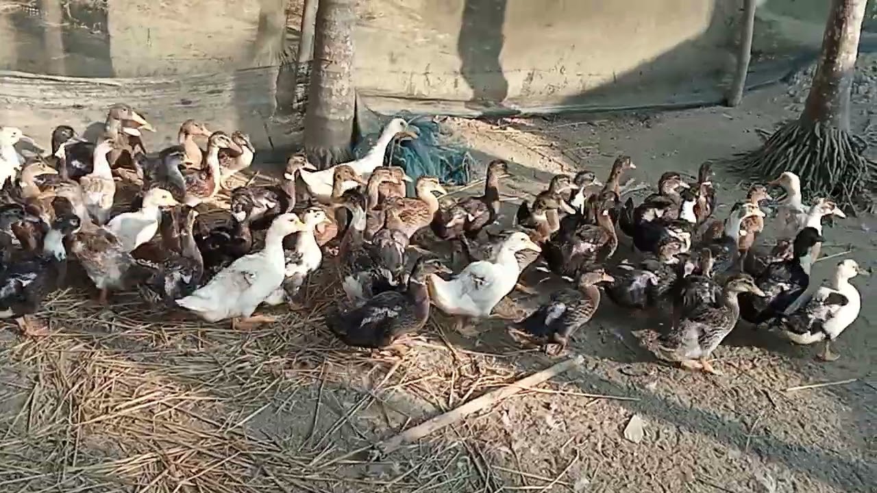 Locel duck 