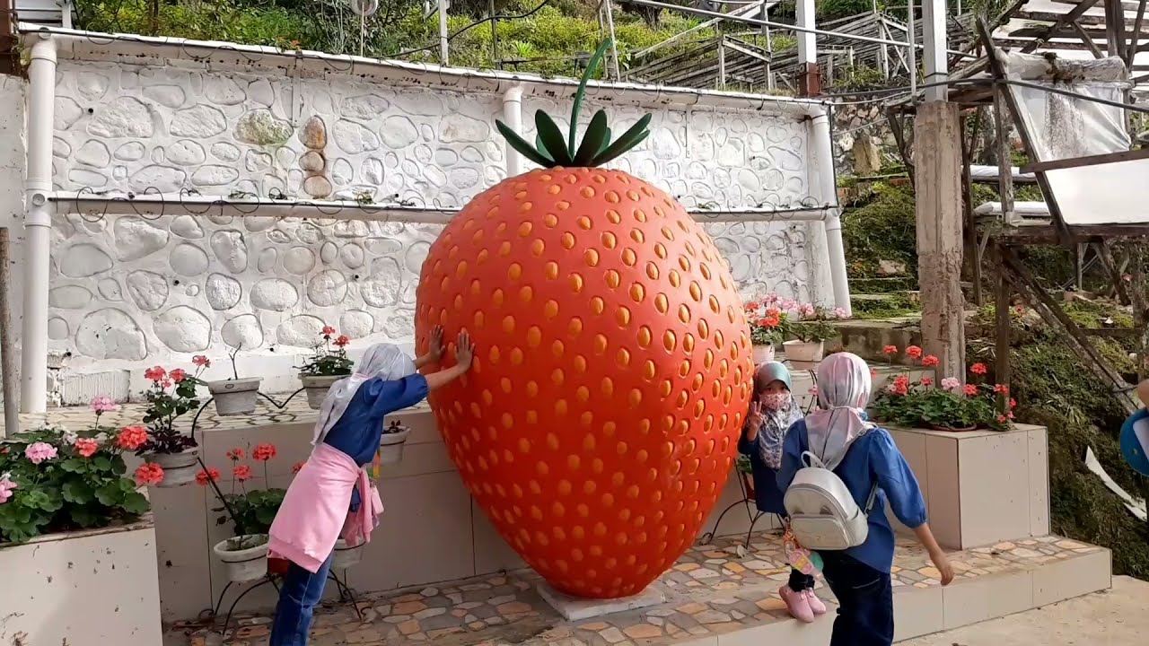 Strawberry Farm, One Stop Selfie & Mount Kinabalu Kundasang Sabah