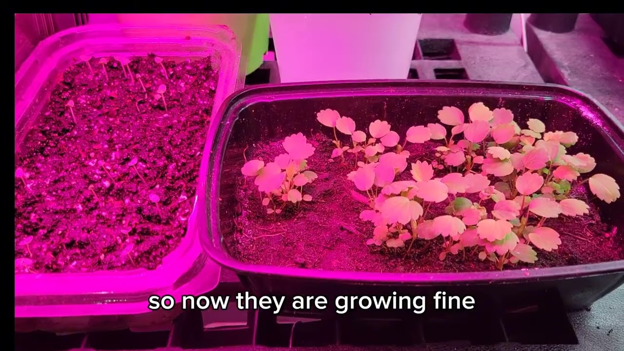 My Basement Greenhouse and Microgreens