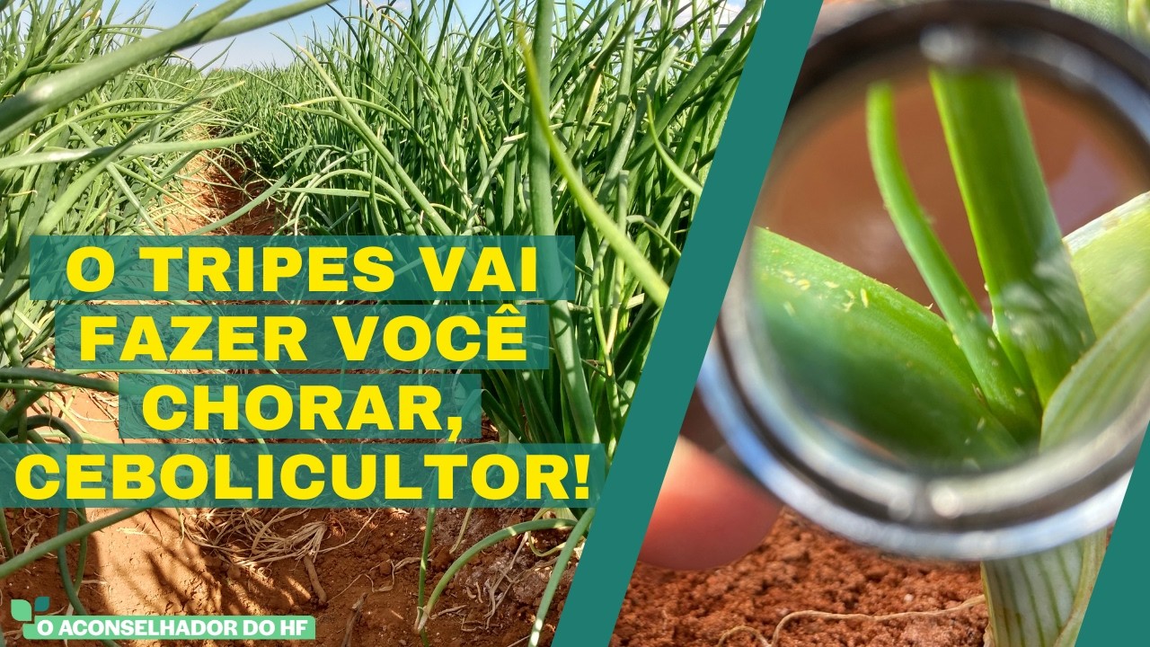 O TRIPES VAI FAZER VOCÊ CHORAR, CEBOLICULTOR!