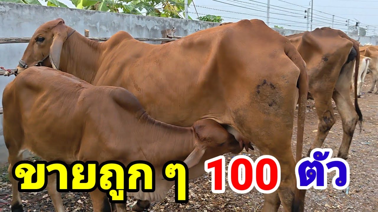 27 ก.พ.69 ขายวัวยกคอก 100 ตัว ถูกๆ สายขุนมาแรง,แม่ลูก มีบริการส่งฟรี