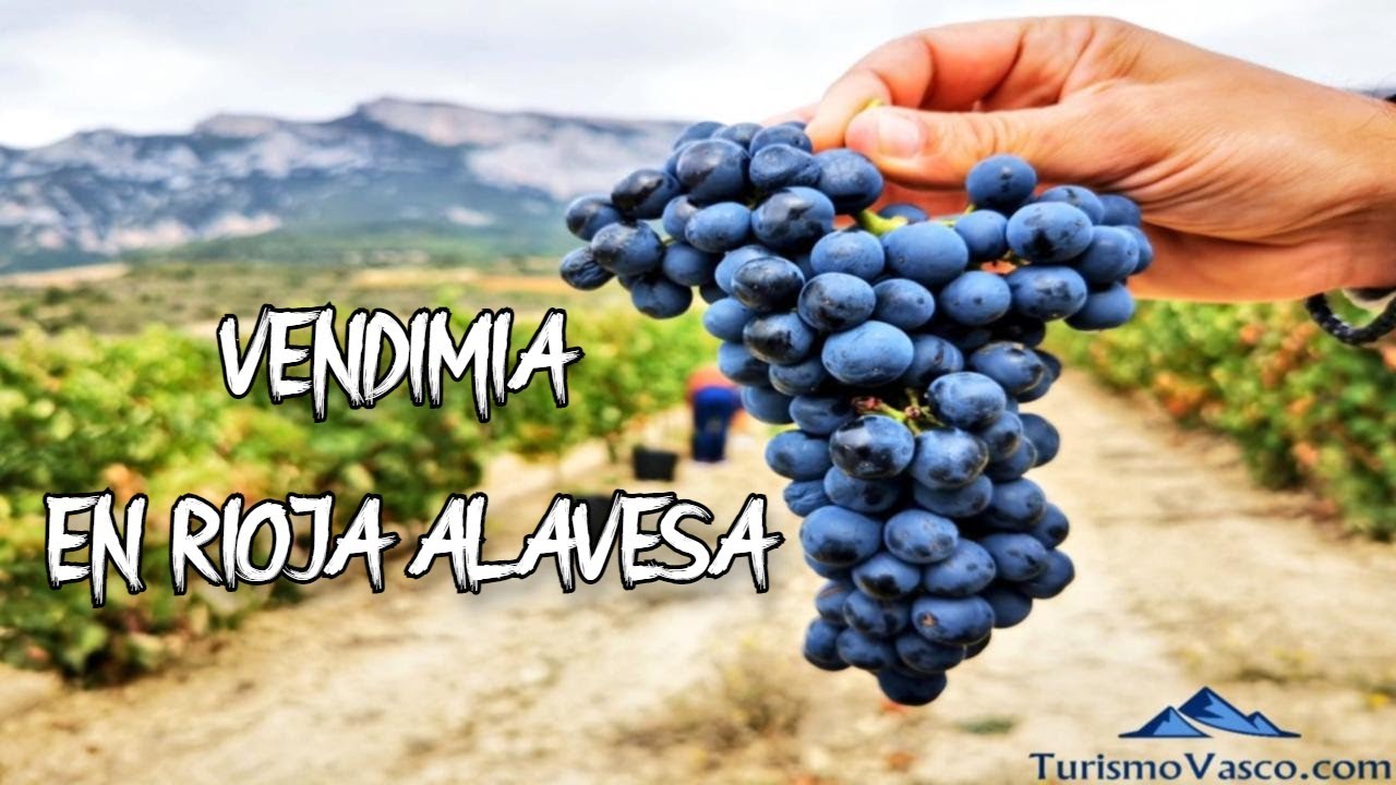 Vendimia en Rioja Alavesa, una experiencia en familia