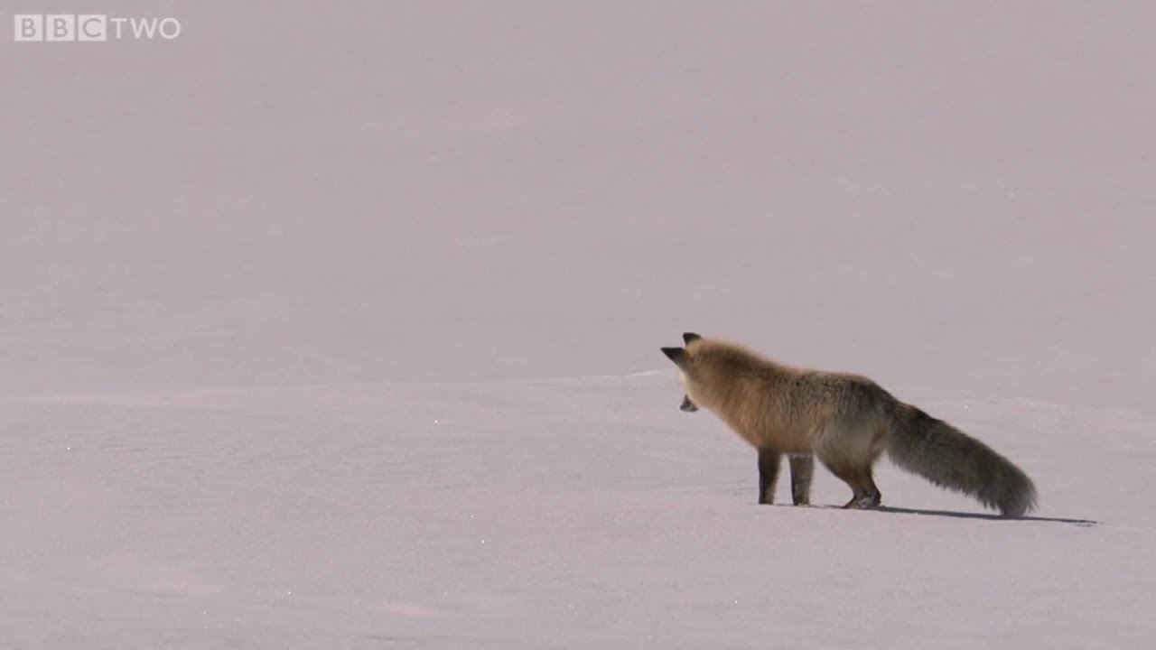 Fox Snow Dive - Yellowstone - BBC