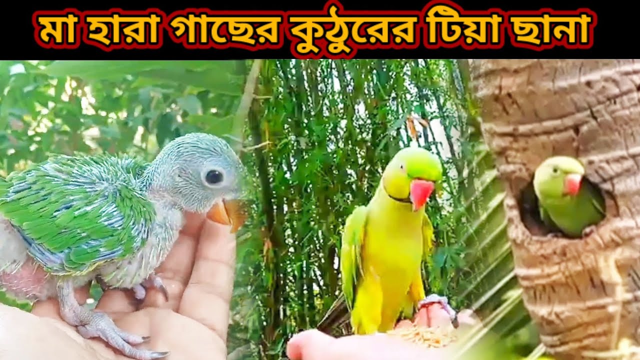 মা হারা গাছের কুঠুরের টিয়া ছানা।Bird Story–08।The Life Story Of Parrots Bird