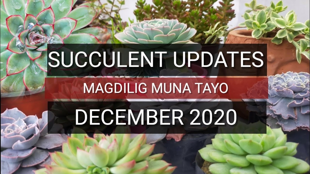 Succulent updates: Leaf propagation, stem cuttings, watering and more