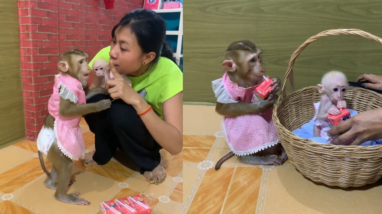 Snack Time! Monkey in a Pink Dress & Tiny Baby Monkey 🐒🧃