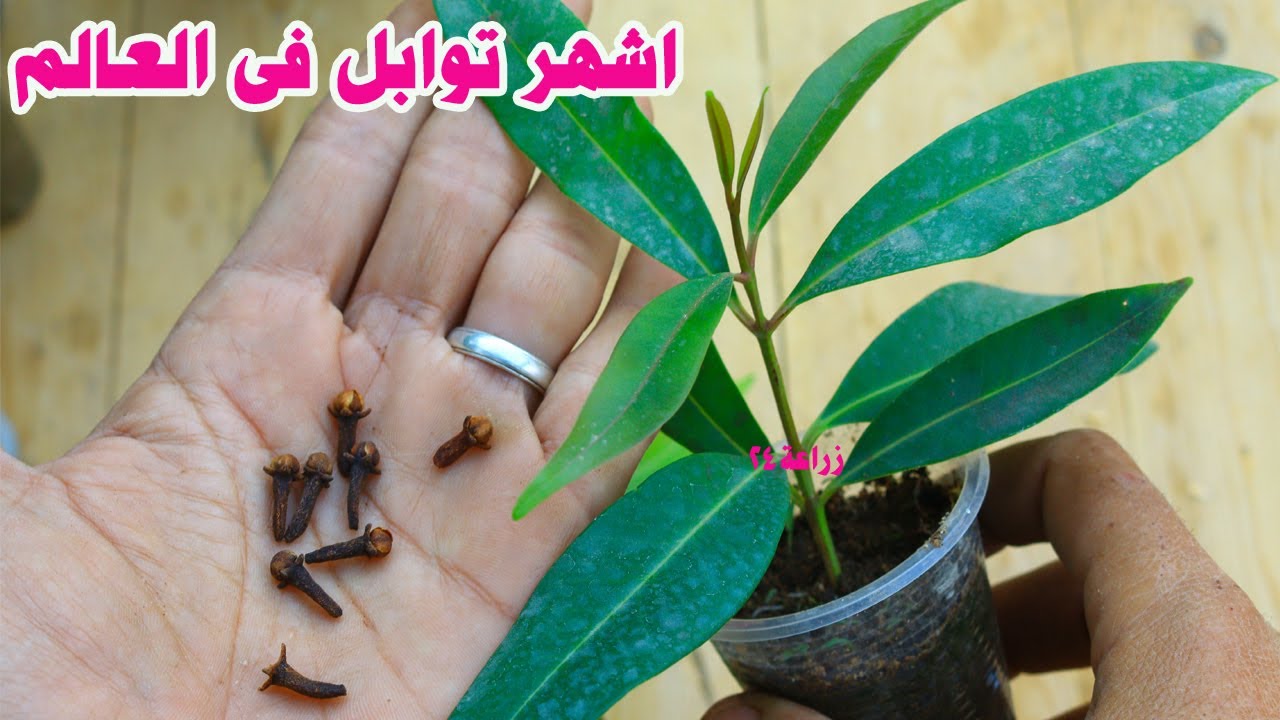 زراعة القرنفل المسمار من البذور✔لاول مرة زراعتها بالطريقة الصحيحة وطرق اكثارها