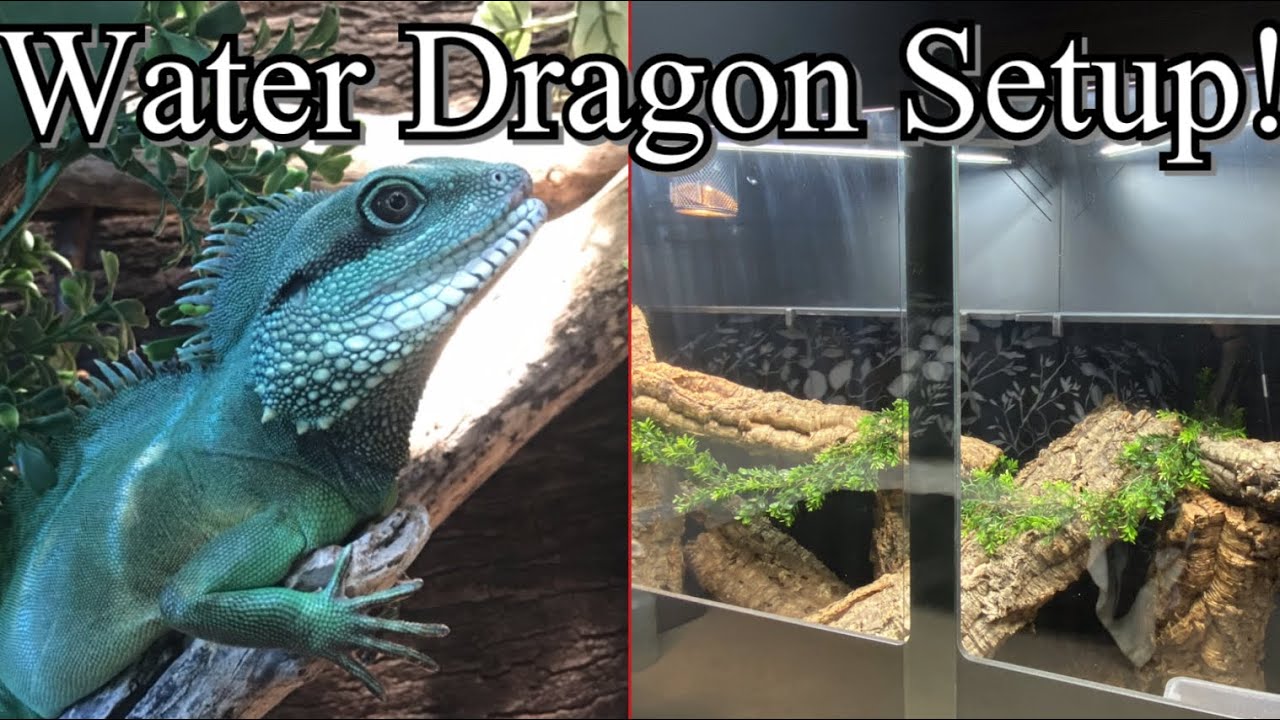 How to Setup a Chinese Water Dragon Enclosure