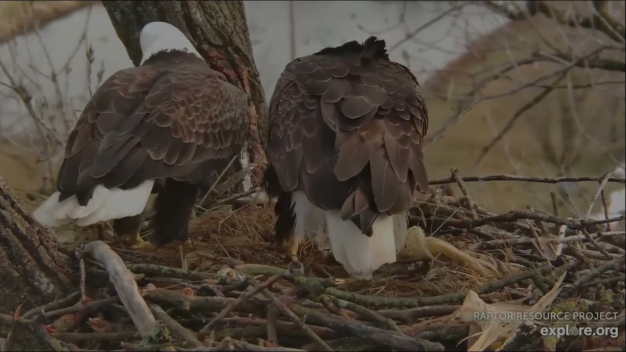 Decorah Eagles 3-6-26, 4:16 pm HD to the nest, brings prey, HM2 takes off with it, HD incubates