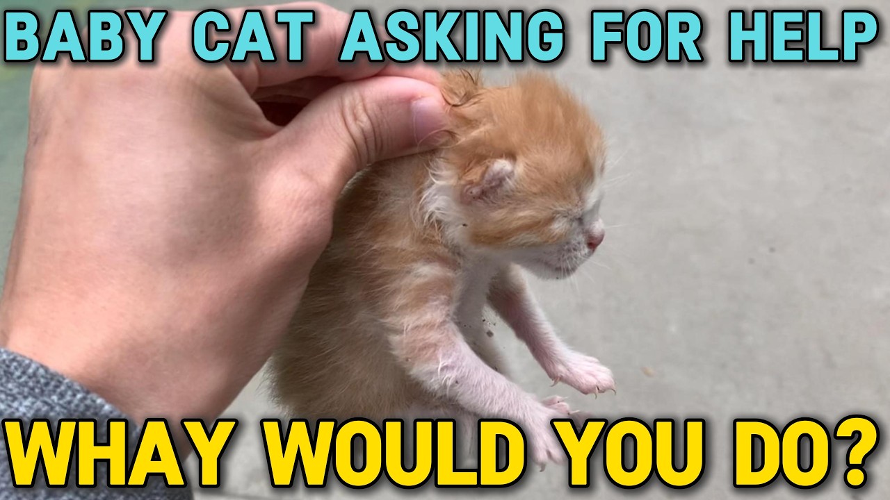A Stray Mom Literally Put Her Newborn in My Path… | Begging for a Safe Home 🐱💔