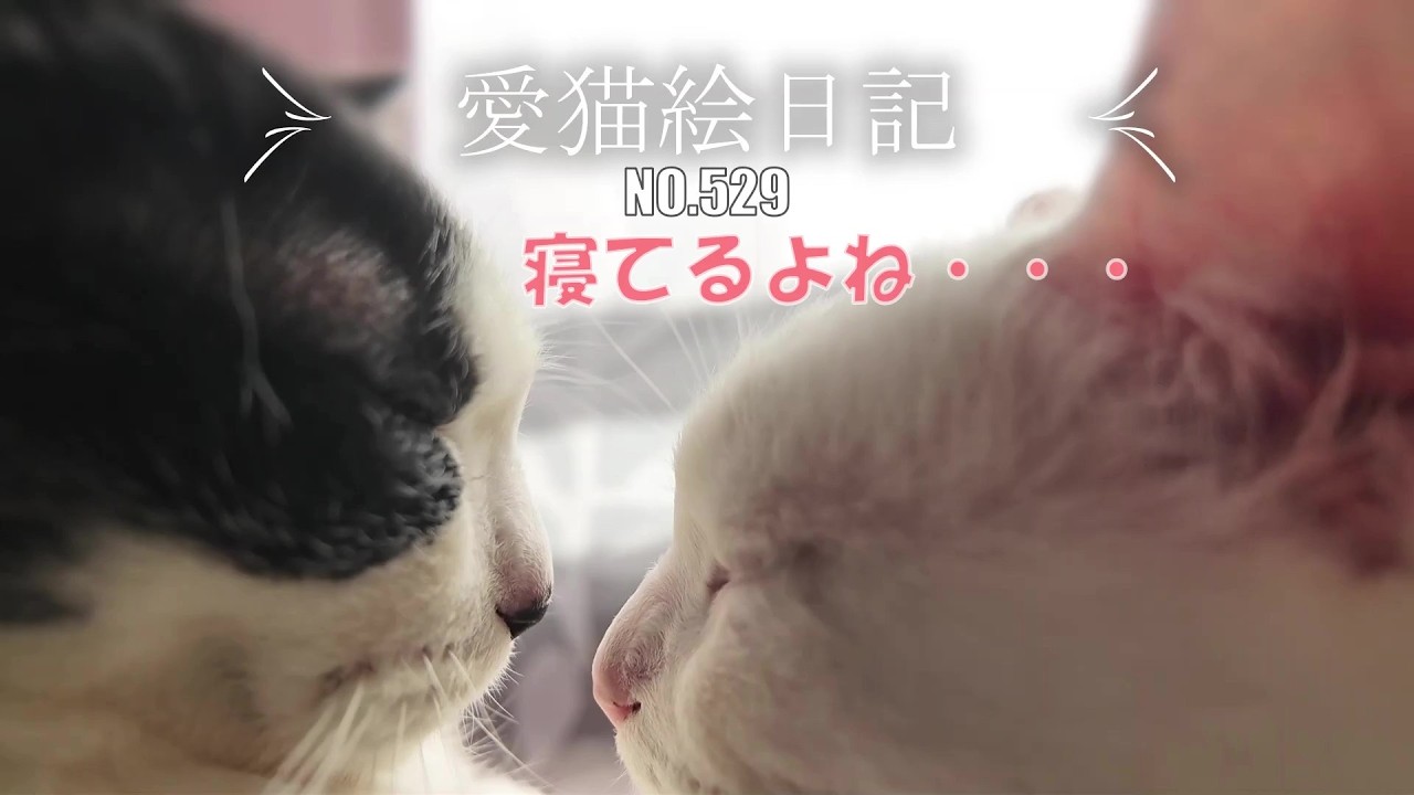 【愛猫絵日記-529】見ていると癒されます・・・