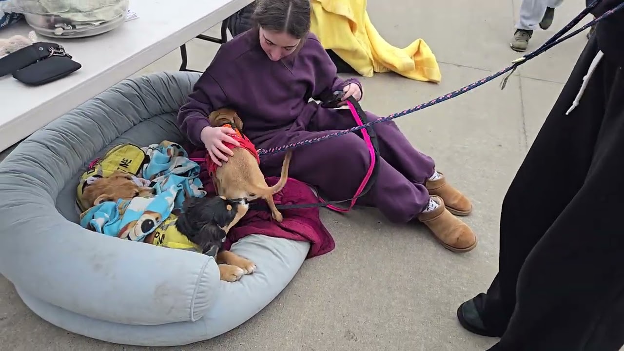 Video of adoptable pet named Faith