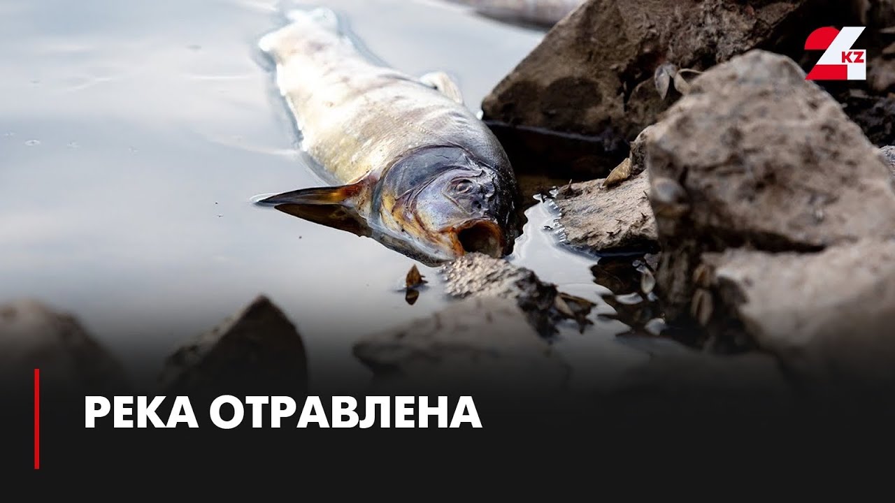 Сброс кислоты привел к гибели рыбы в Шымкенте