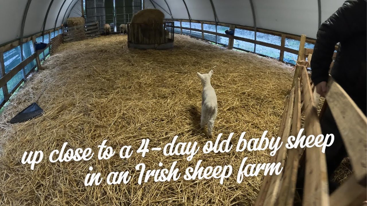 2026 Ireland part 9
