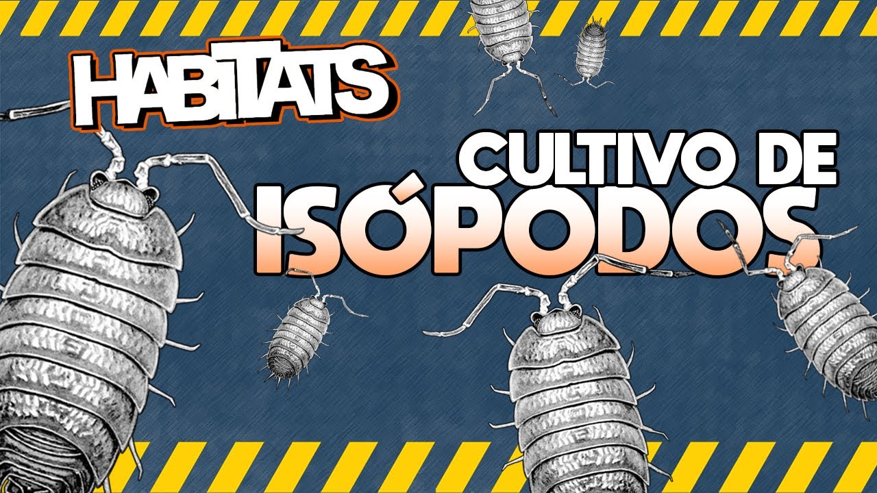 Preparar un CULTIVO de ISÓPODOS 🚧 | HABITATS
