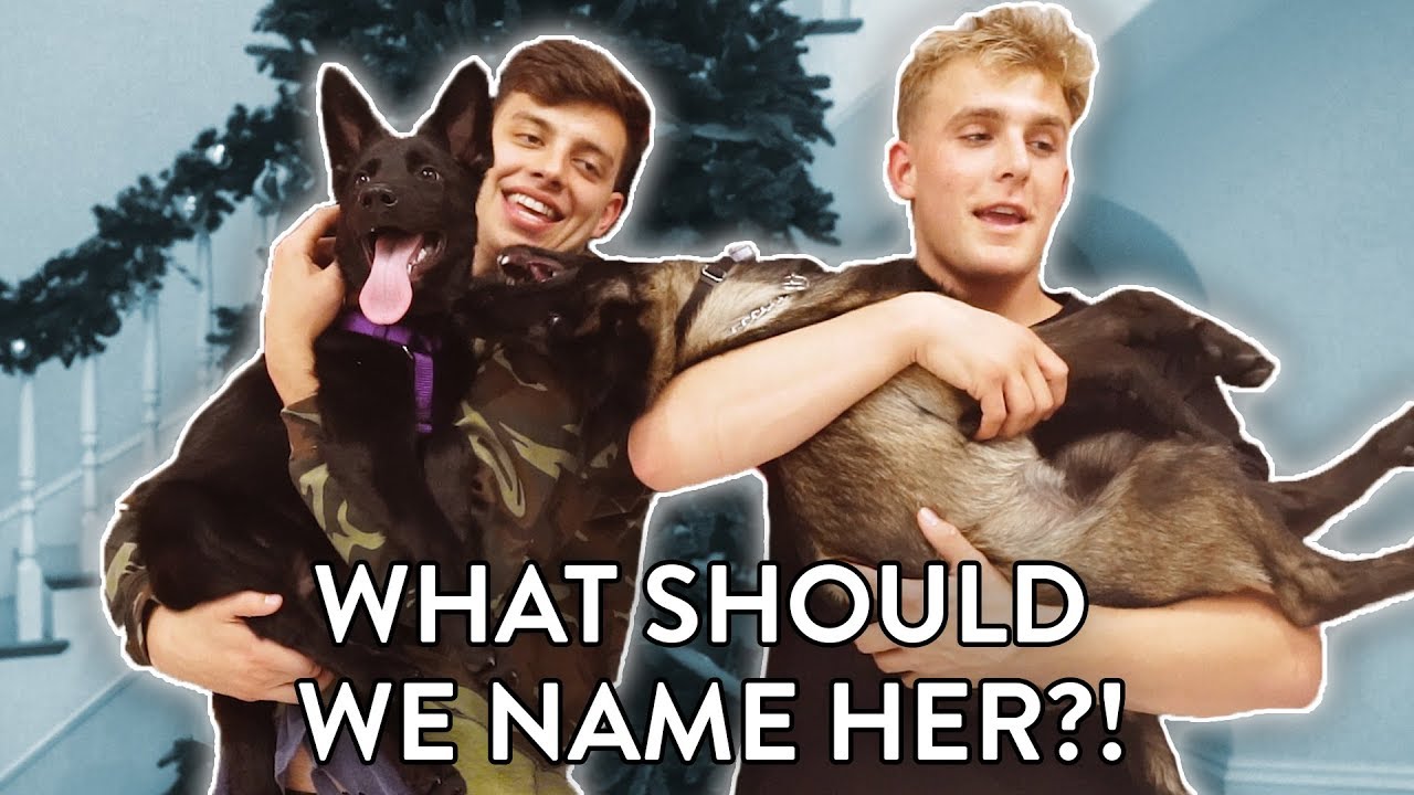 MEET APPOLLO'S NEW PUPPY SISTER...(we rescued her)