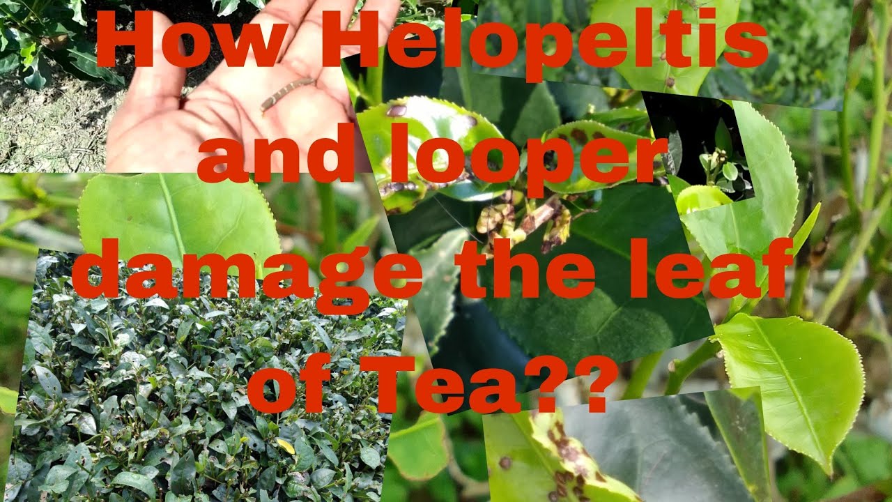 How does Helopeltis and looper damage the leaf of Tea???