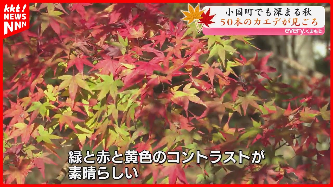 【紅葉】赤く色づいた50本のカエデ 阿蘇の私有地を開放した紅葉スポットが見ごろ 小国町