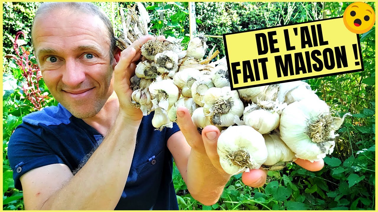TRESSAGE DE L'AIL - Retour sur la culture de la plantation à la conservation
