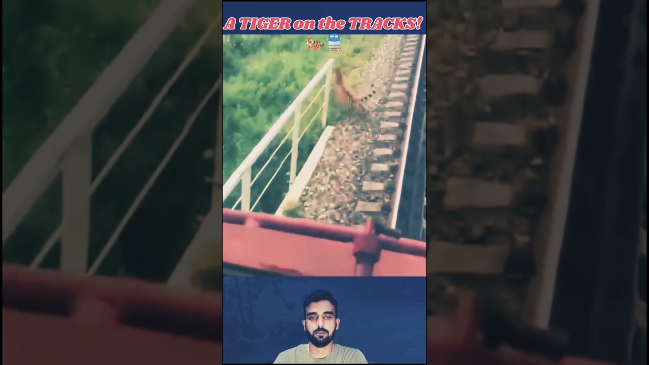 Train Accidents Involving Tigers and Elephants in India #animals #wildanimals #tigers #train#bigcats