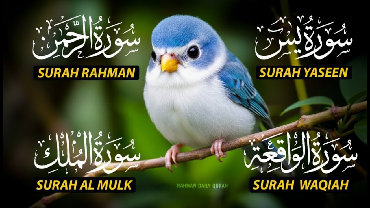 Beautiful Surah Yaseen (Yasin) | Surah Rahman | Surah Waqiah | Surah Mulk |