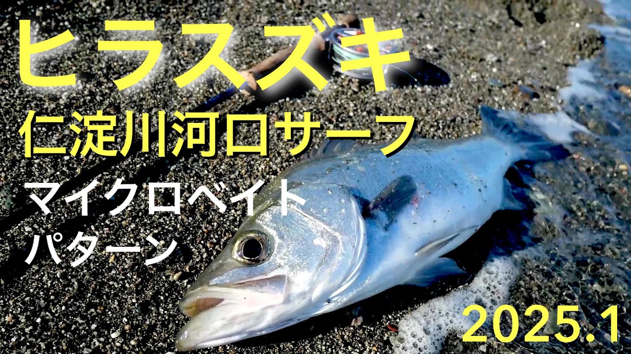 遂に！ヒラスズキをゲット　高知県仁淀川河口でフライフィッシングでヒラスズキを狙いました。2025初釣り
