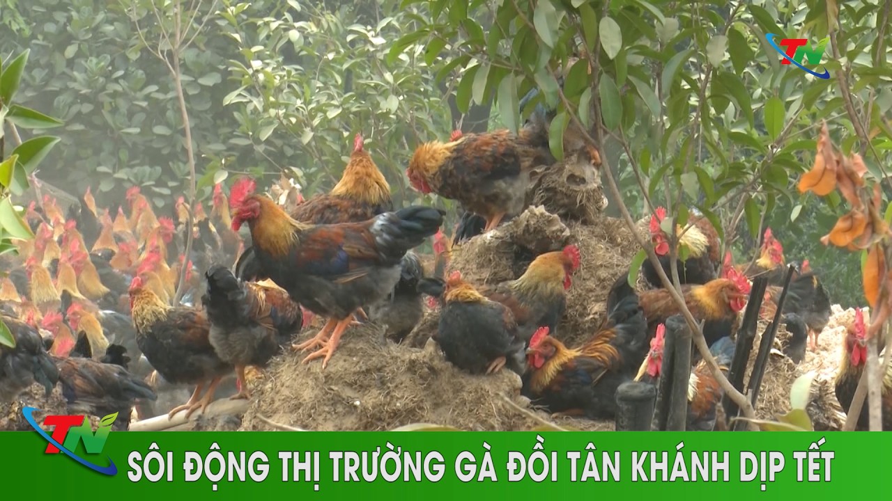 Sôi động thị trường gà đồi Tân Khánh dịp Tết