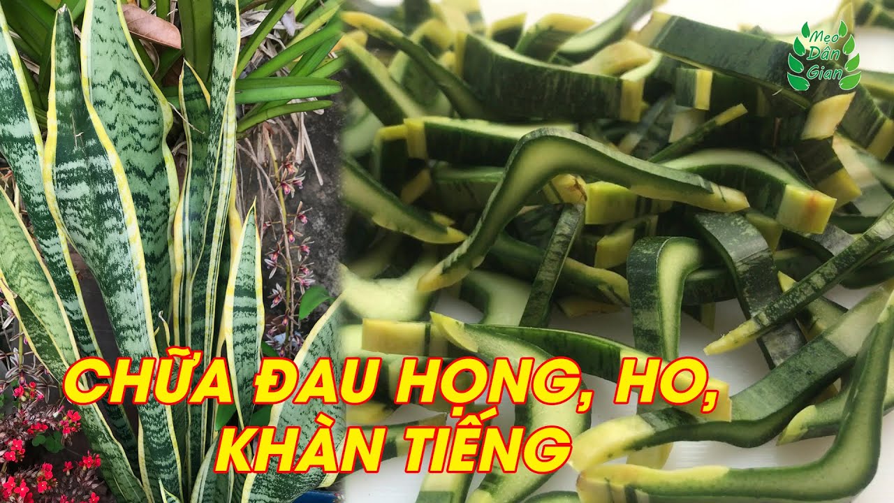 C&Acirc;Y LƯỠI HỔ - Bất Ngờ C&ocirc;ng Dụng Điều Trị VI&Ecirc;M HỌNG, KH&Agrave;N TIẾNG, HO