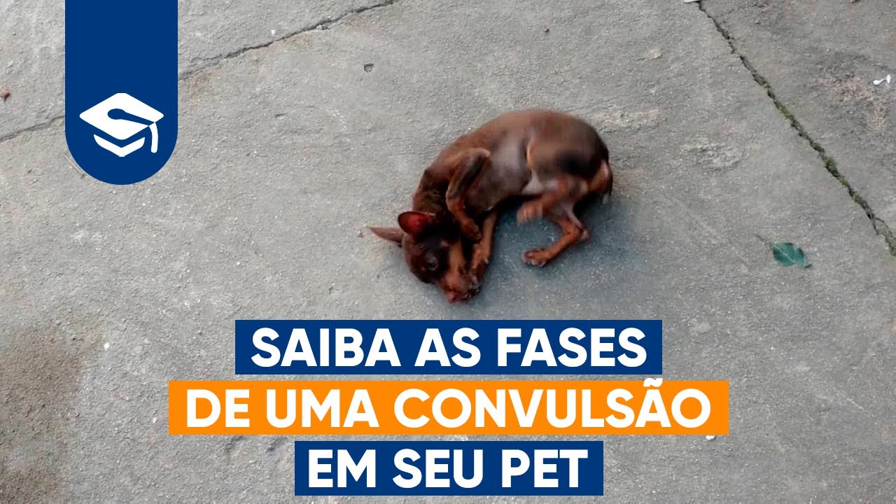 SAIBA AS FASES DE UMA CONVULSÃO EM SEU PET | Socorrista pet - #11