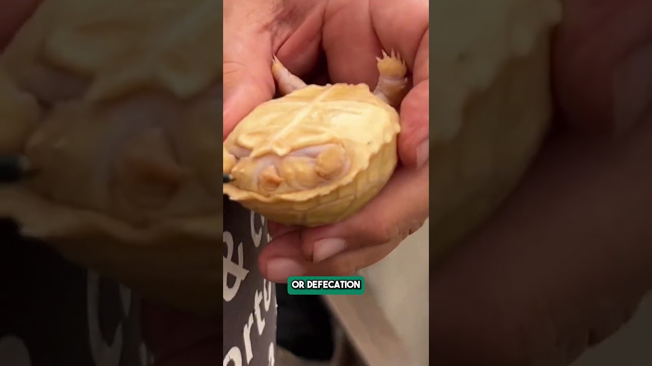 Как определить, здоров ли ваш детеныш бороздчатой ​​черепахи 🐢