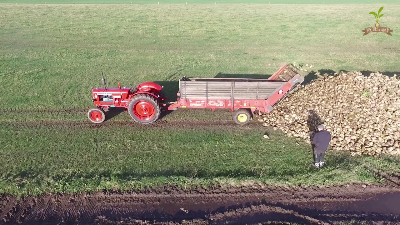 Ole Kruse og roerne