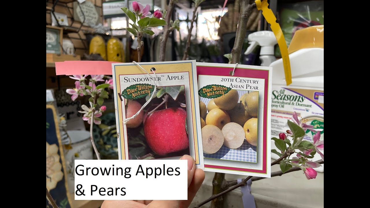Growing Apples & Pears
