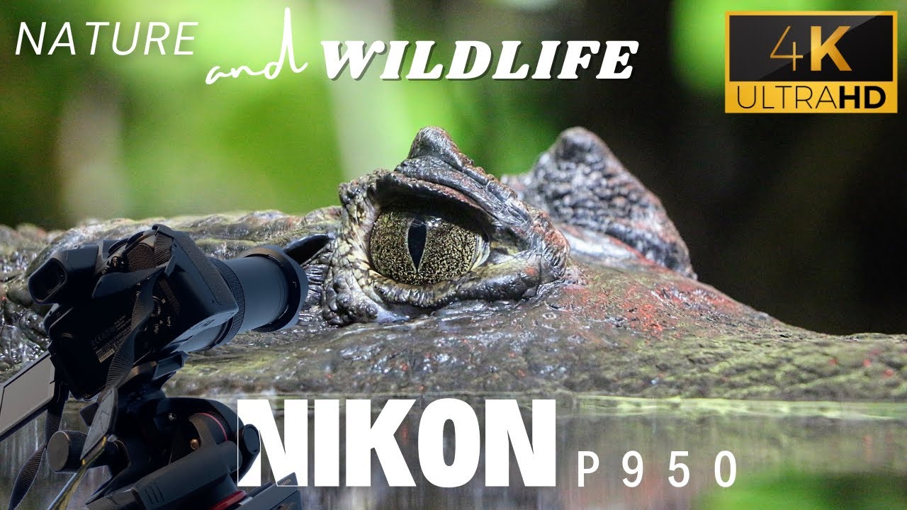 Nikon P950 - Animals and Birds Photography | Nature and Wildlife - Nikon Coolpix P950
