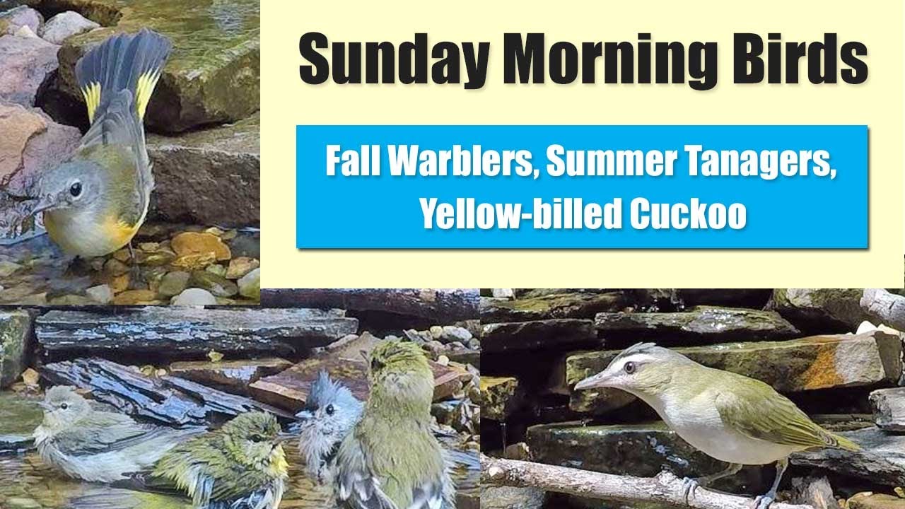 Warblers (Including One Mystery!), Yellow-billed Cuckoo, Tanagers, and more Sunday Morning Birds