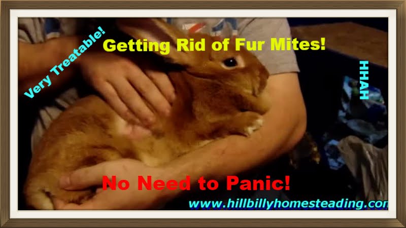 Rabbit Husbandry - Fur Mites, What It Looks Like and How We Treat It.mp4
