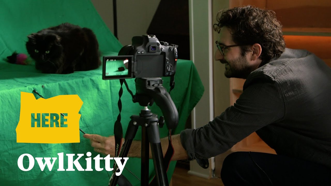 Meet the Portland cat and video creator behind viral OwlKitty