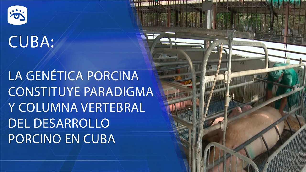 Cuba - La gen&eacute;tica porcina constituye paradigma y columna vertebral del desarrollo porcino en Cuba