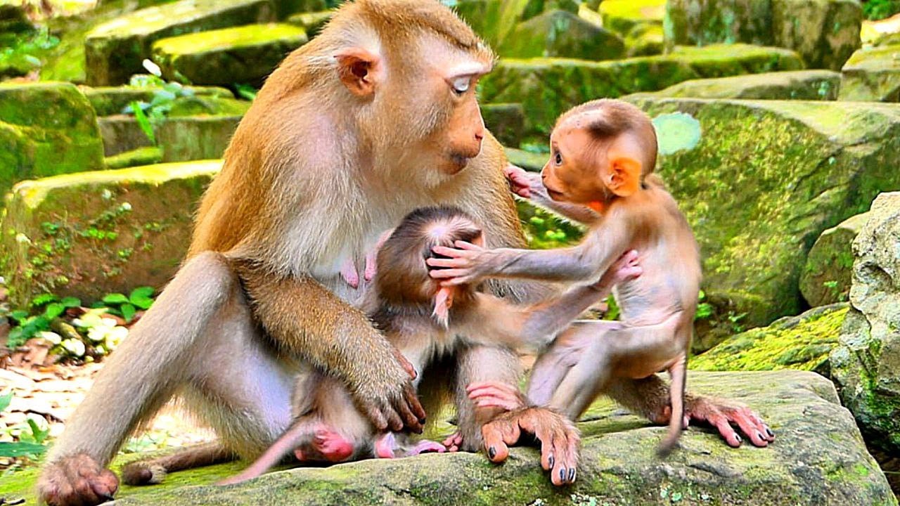 Baby Kendra&rsquo;s First Visit! Kendra&rsquo;s Adorable Request - Asking Monkey Linda to Play With Baby Lumi.