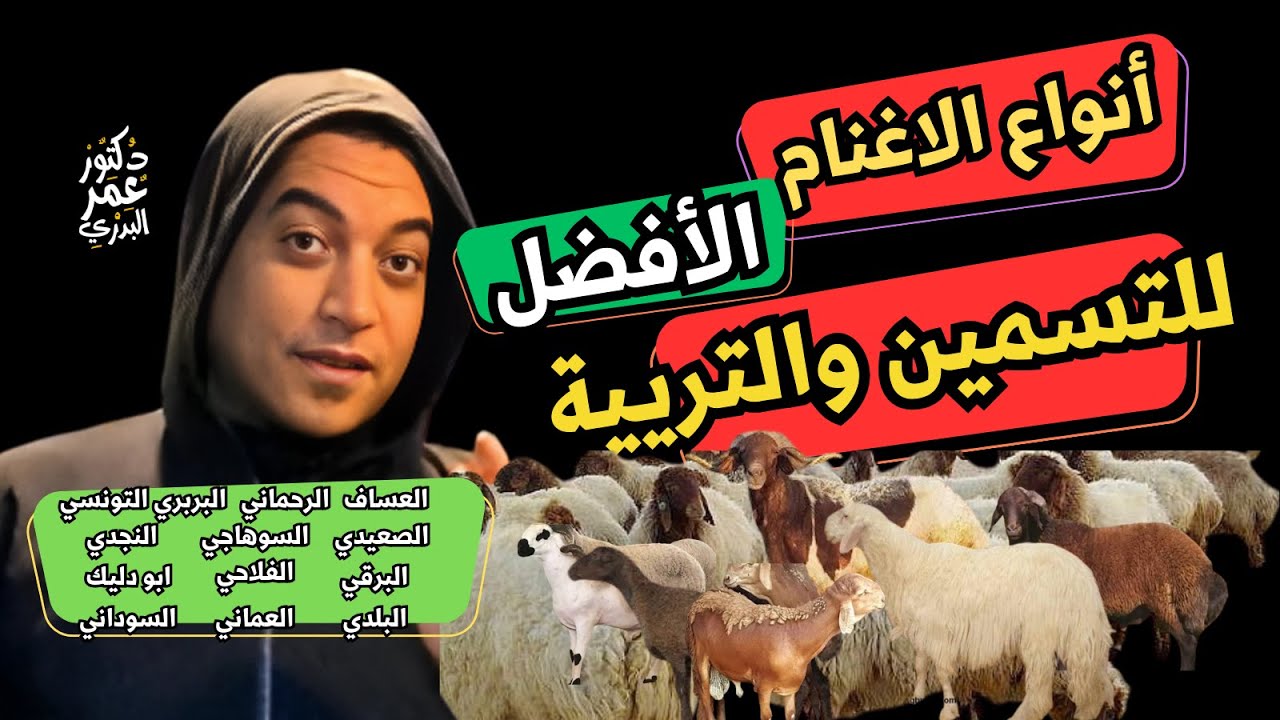 الأغنام الأكثر انتاجية لمشروعات تسمين وتربية الاغنام