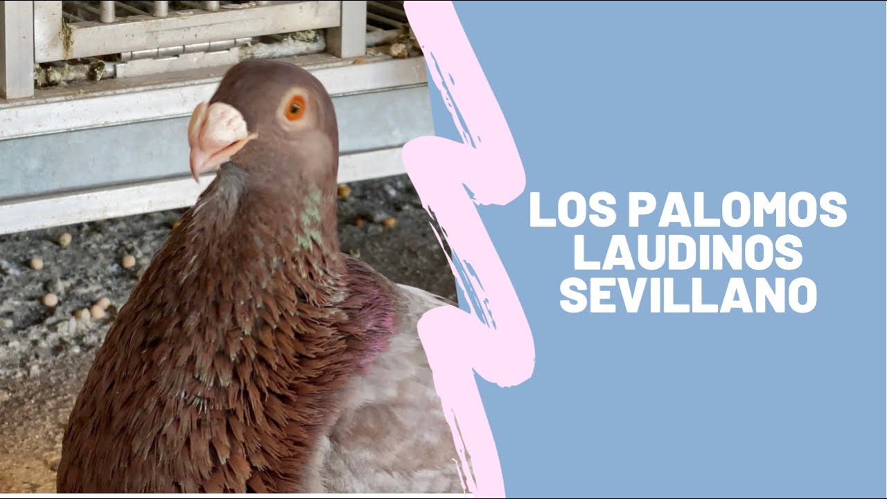 Los Palomos Laudinos Sevillanos