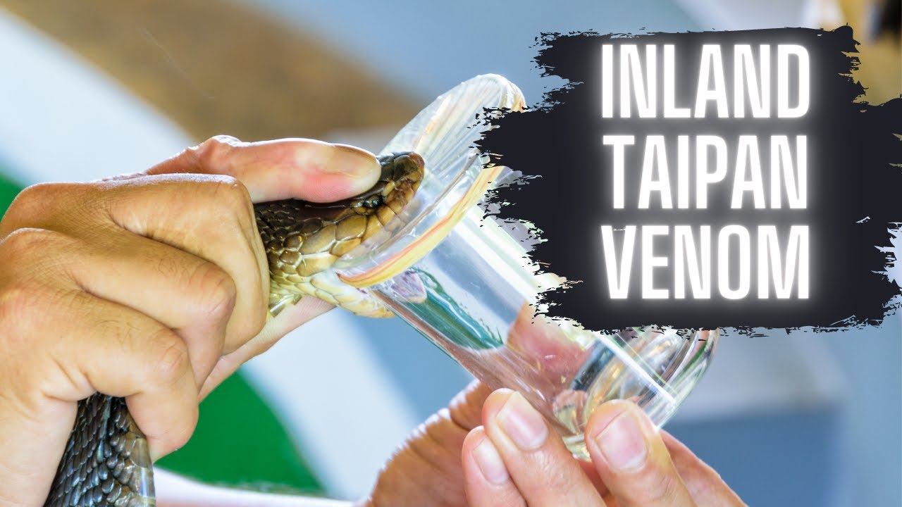 Inland Taipan VENOM (MILKING!)