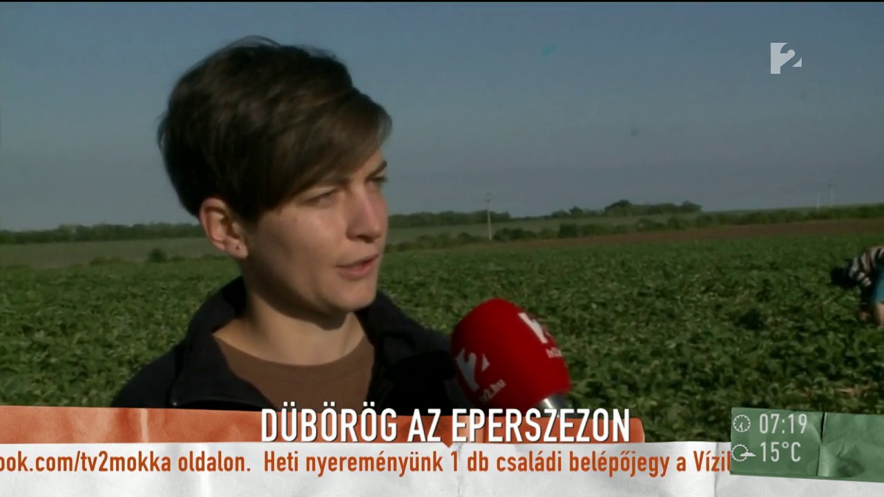 Beindul a szamóca szezon: Így lehet olcsóbban hozzájutni a terméshez - tv2.hu/mokka