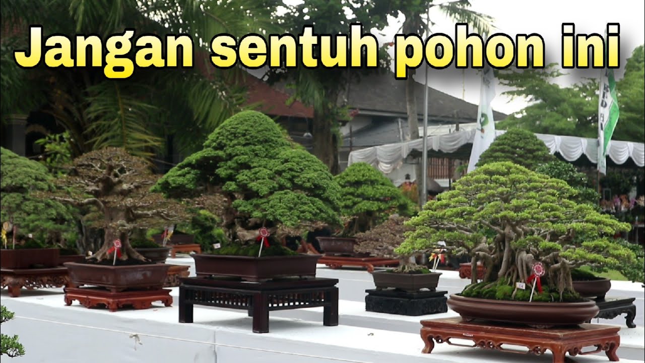 Pohon SULTAN Kelas Pratama Dan Madya