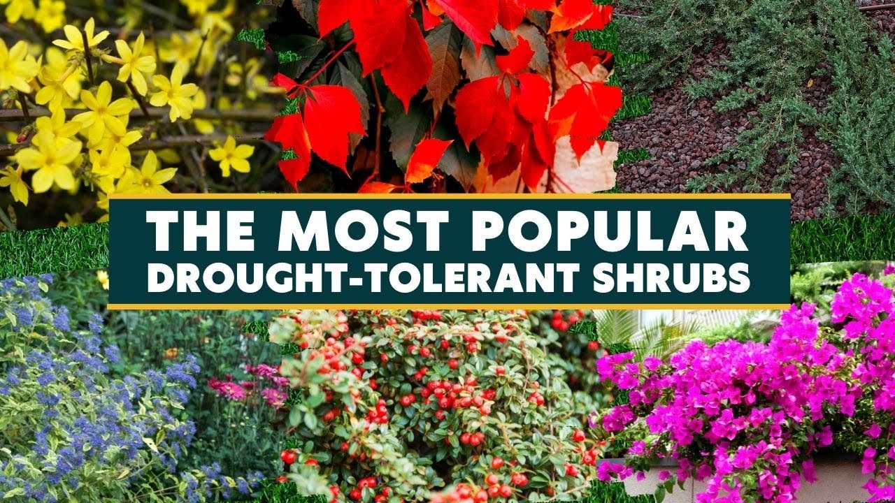 The 7 Most Popular Drought-Tolerant Shrubs 🌻🍃🍁